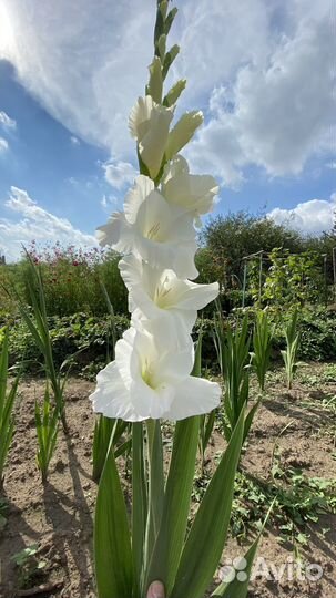 Гладиолусы букет