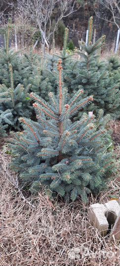 Кремлевские елочки