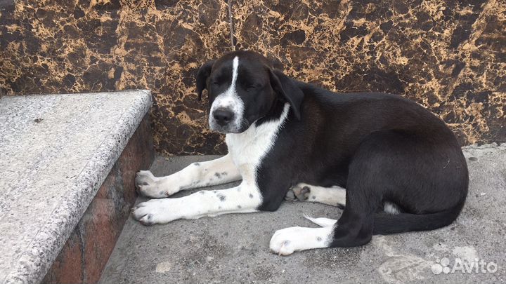 Щенок Мальчик Щенки Бесплатно