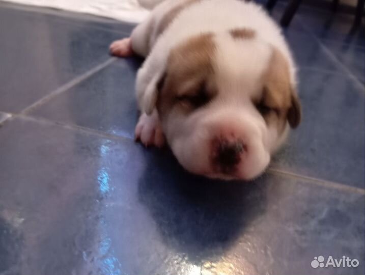 Собака алабай