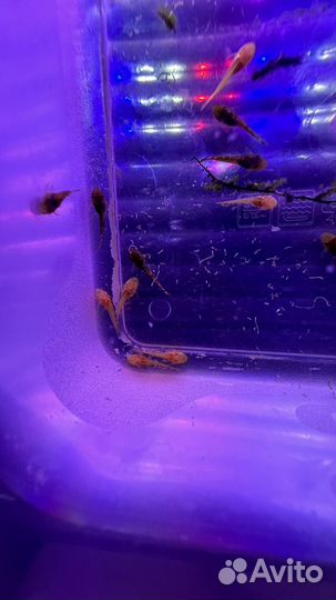 Мальки Анцитруса и Анцитруса альбиноса