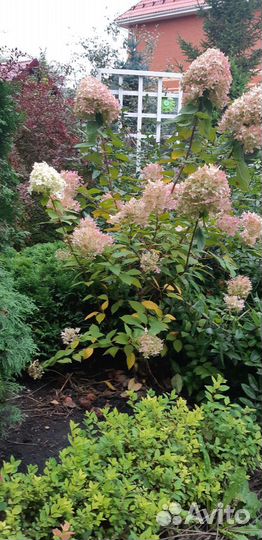 Растения для Вашего ландшафтного дизайна