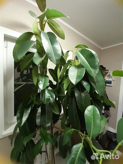 Фикус каучуконосный