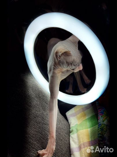 Видео на заказ