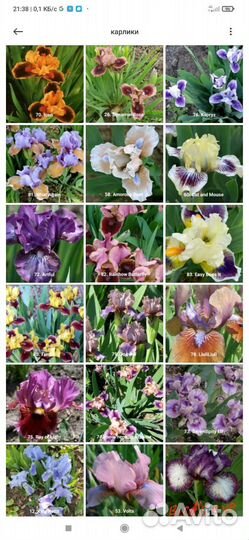 Карликовые ирисы