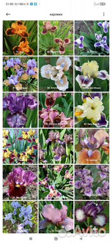 Карликовые ирисы