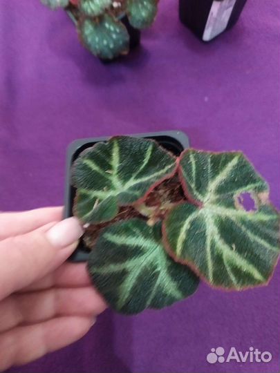 Бегонии сортовые