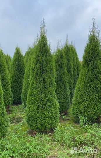 Туя Смарагд, Даника, горная сосна