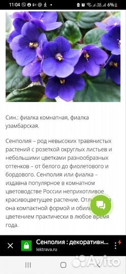 Спатифиллум