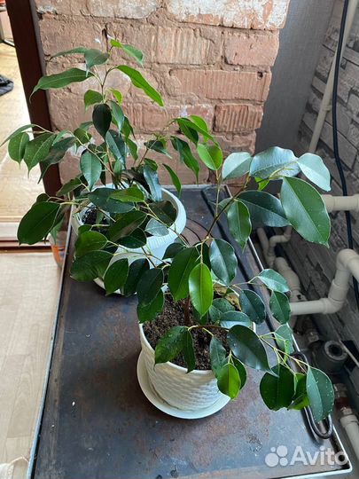 Фикус бенджамина