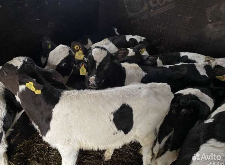 Телята бычки