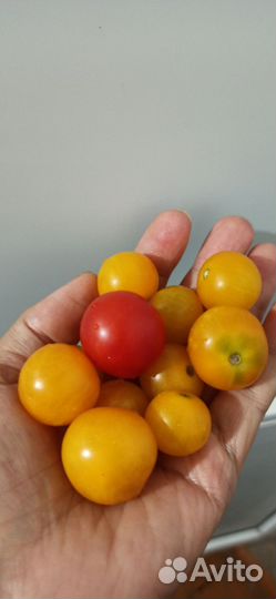 Рассада помидор