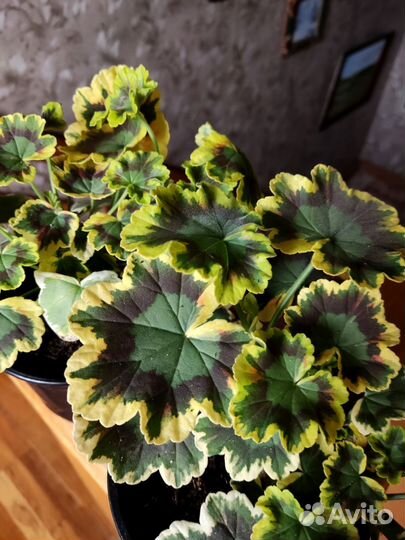 Пеларгония пестролистная