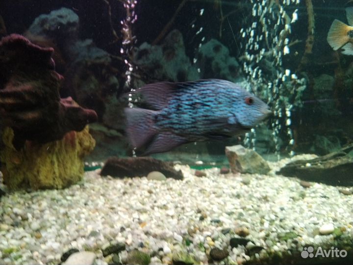 Аквариумные рыбки