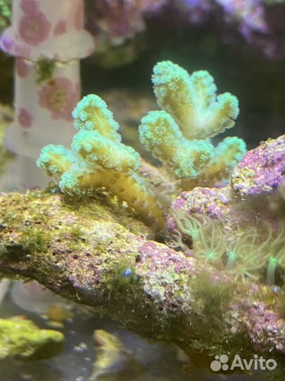 Живые кораллы для морского аквариума