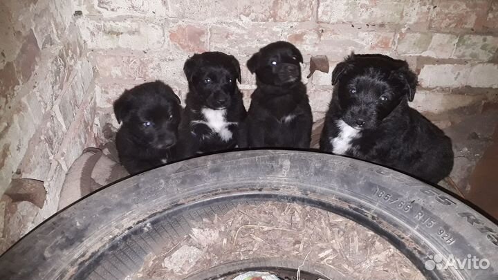 Щенки