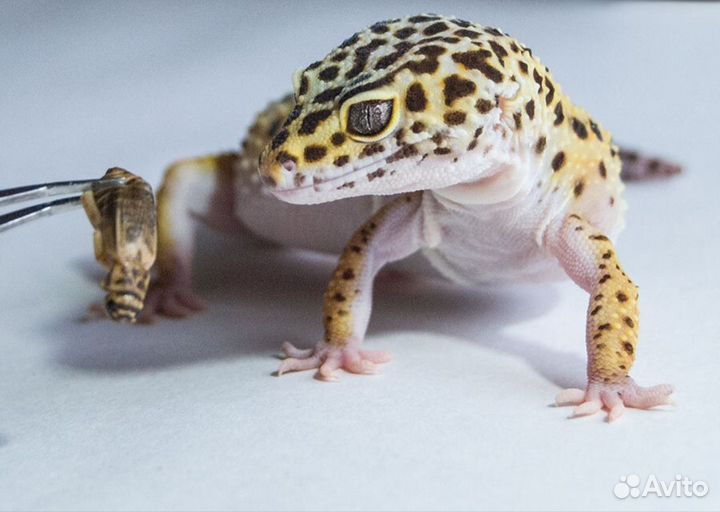 Геккон эублефар