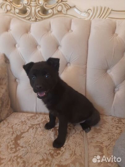 Плюша неделя до приюта