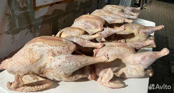 Мясо домашней индейки