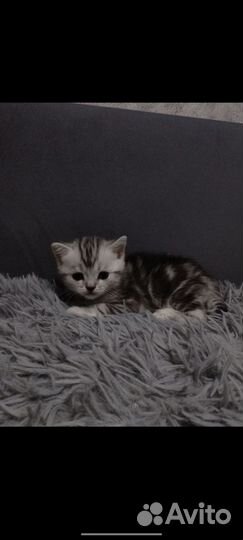 Шотландская прямоухая котята