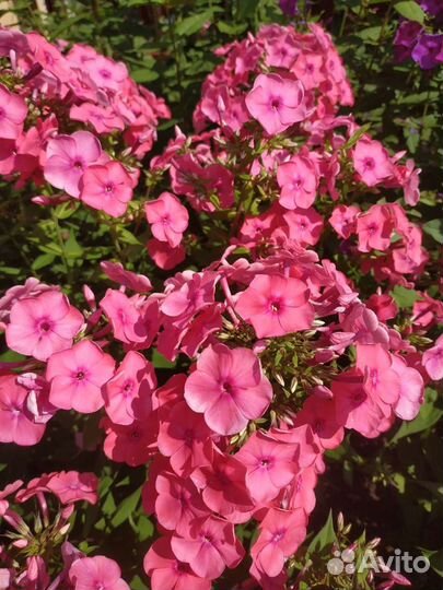 Флоксы многолетние