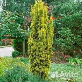 Саженцы ягодного Тиса Давида.можжевельника