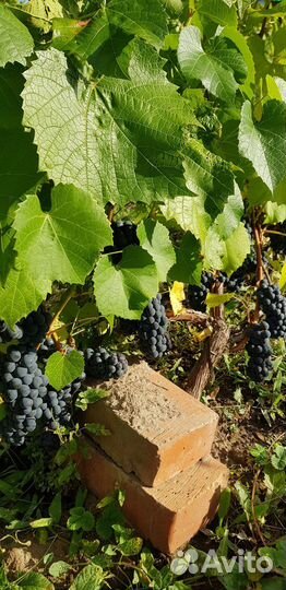 Саженцы винограда