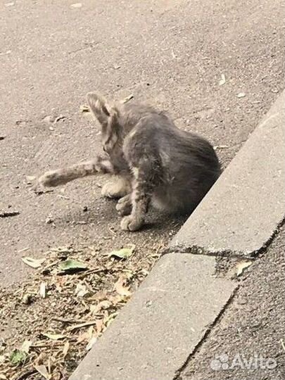 Котёнок на улице под машинами