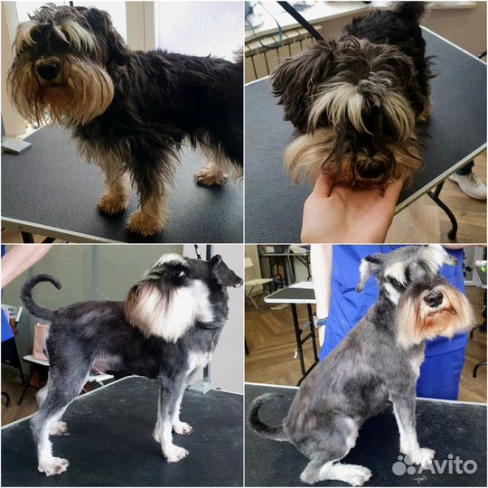 Груминг/стрижка собак и кошек