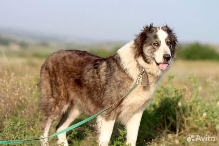 Ищет дом замечательная Собака Герда