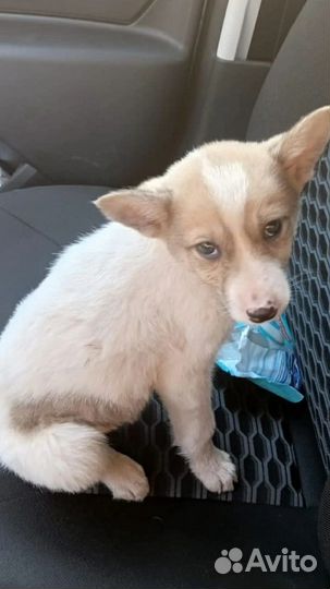 Щенок в добрые руки