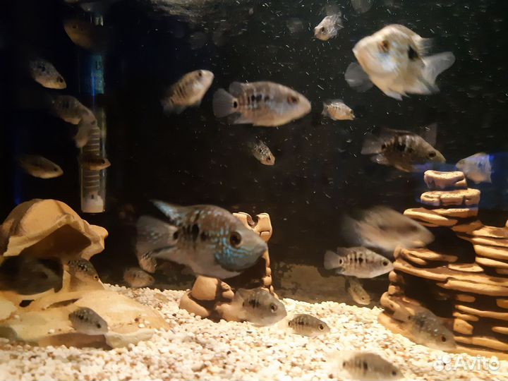 Бриллиантовая цихлазома / попугай