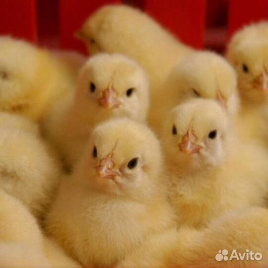 Цыплята бройлеры Кобб500
