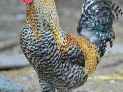 Петухи - лучшие породы, Сергиев Посад