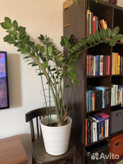 Замиокулькас