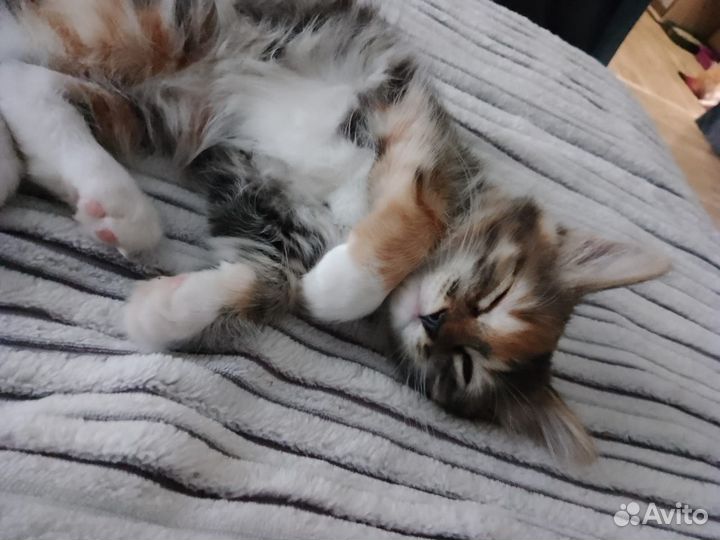 Кошка в дар