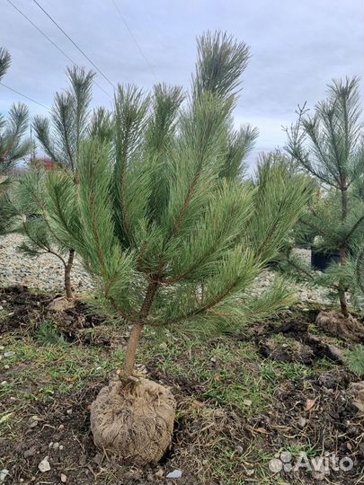 Крымская сосна (Кострома )