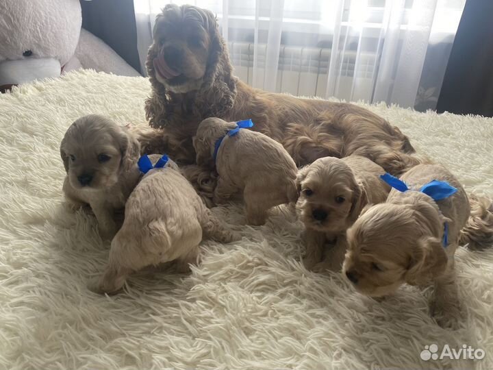 Кокер спаниель Американский