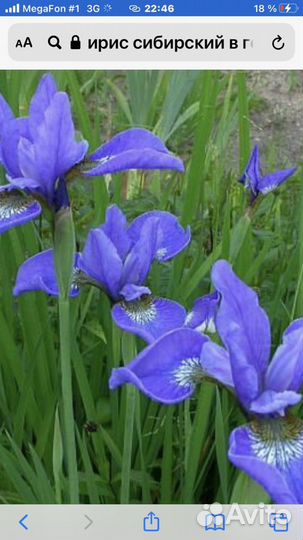 Ирис