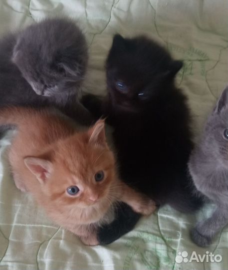 Котята от шотландской кошки