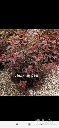 Растения для сада