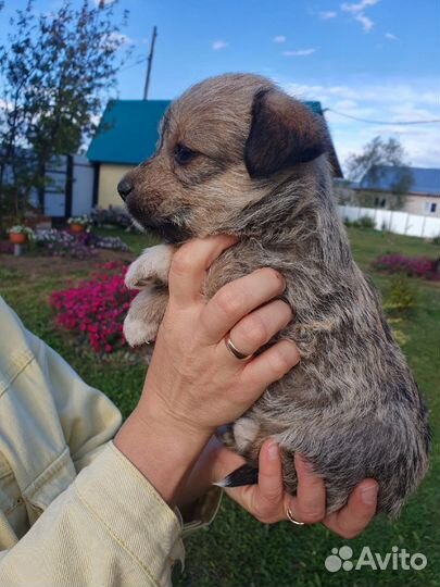 Щеночек девочка