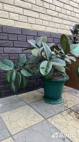 Комнатные цветы