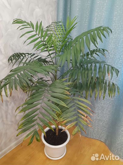 Комнатные цветы пальма