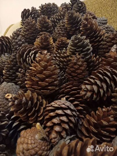 Шишка для декора сосны пицундской