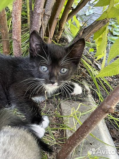 Котенок мальчик 1,5 мес
