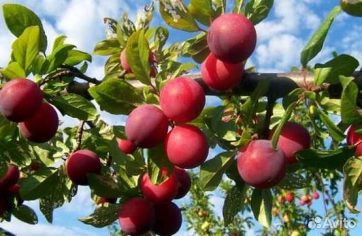 Алыча Кубанская комета