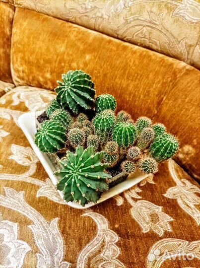 Эхинопсис трубкоцветный