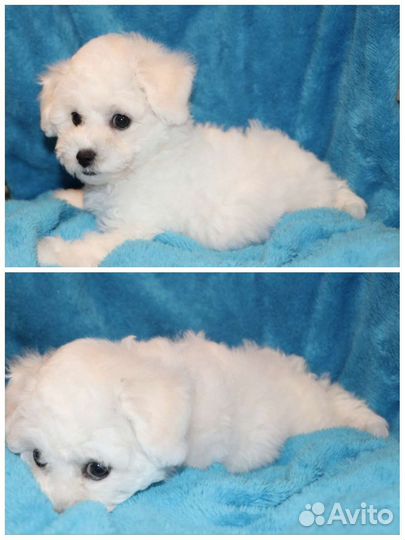 Собака бишон фризе