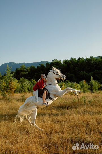 Конные прогулки